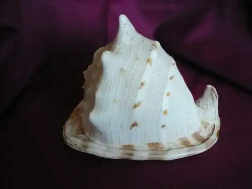 Große Helmet Conch Shell - Blowing Horn (1020) Preis reduziert