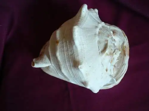 Große Helmet Conch Shell - Blowing Horn (1020) Preis reduziert