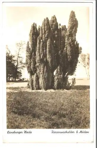 Lüneburger Heide - Riesen Wacholder & Müden - von 1939  (AK6052)