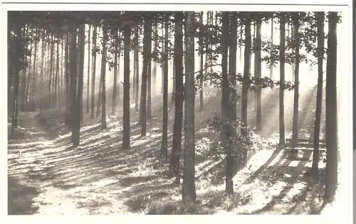 Leica Aufn. a. d. Dahlener Heide - Morgensonne i. d. Oberheide - von 1952 (AK6070)