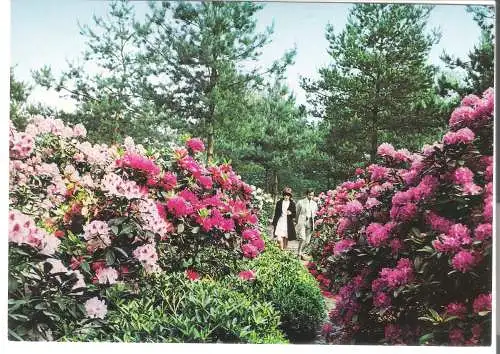 Bremen  - Rhododendronpark - von 1964 (AK6153)