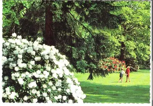 Bremen  - Rhododendronpark - von 1962 (AK6176)