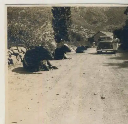 Chile Landstrasse mit Kühen und Auto Bildgröße 5,4cm x 5,4cm  (59321)
