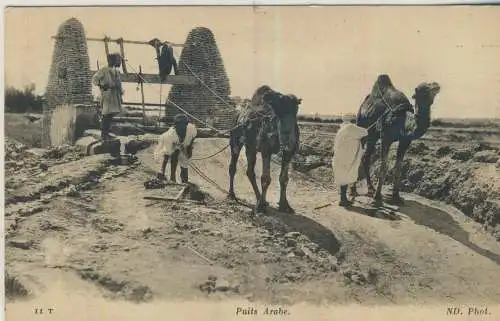 Tunesien, Puits Arabe, Brunnen in der Wüste, Zugkamele  - von 1911 (AK59468)