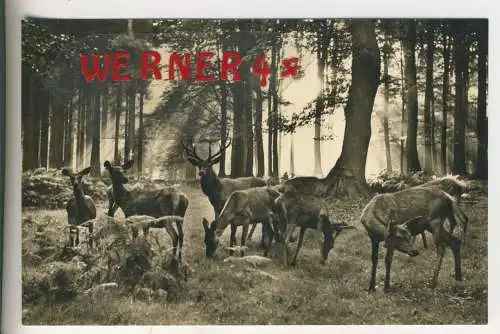 Wildpark - Höhenluftkurort NEUHAUS im Solling - von 1961 (AK35525)