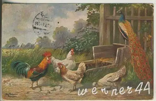 4 Hühner und ein Pfau   - von 1915 (35302a)