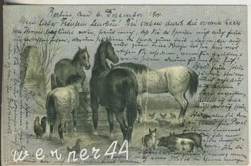 Pferde - Schweine und Hühner     - von 1900 (AK35333a)