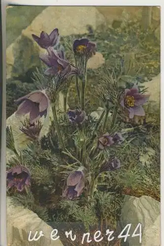 Kuhschelle - von 1930 (AK35353a)