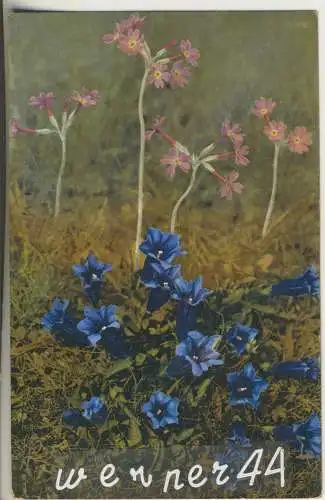 Kochscher Enzian und Primeln - von 1930 (AK35356a)