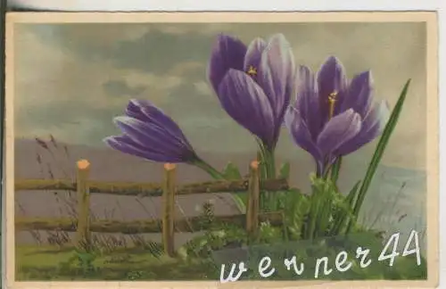 Krokusse - von 1930 (AK35357a)