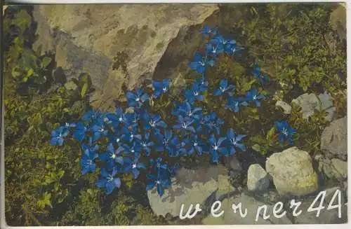 Frühlingsenzian - von 1930 (AK35358a)