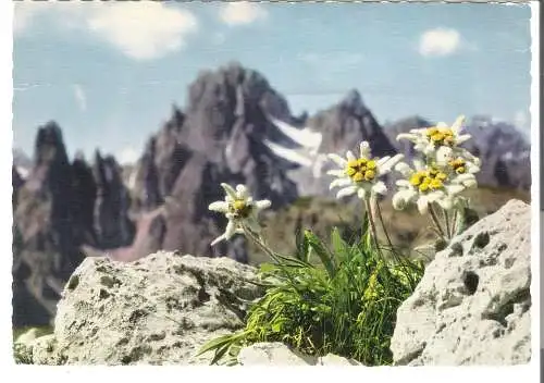 Edelweiß - Buchacker-Hundalm - von 1980 (AK6330)