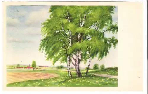Birken am Feld vor Dorf  - von 1968 (AK6442)