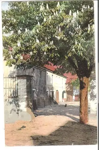 Blühende Kastanie vor Bauernhof-Einfahrt - von 1907 (AK6465)