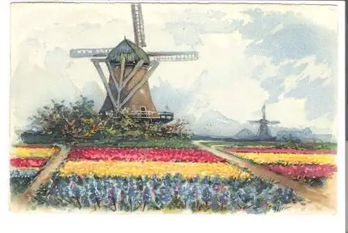 Mühlen mit Tulpenfeldern   - von 1927 (AK6490)