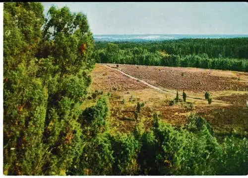 Naturschutzgebiet LÜNEBURGER HEIDE - von 1967 (AK6724)