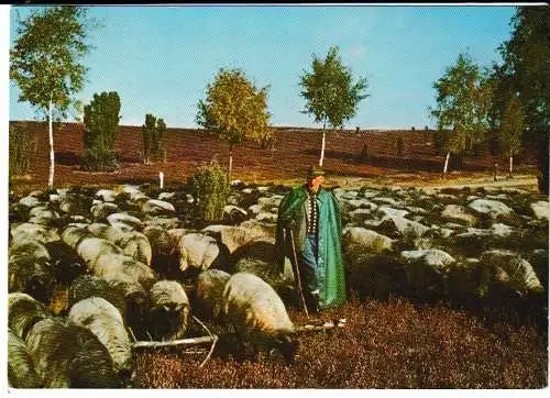 Naturschutzgebiet LÜNEBURGER HEIDE - Schafherde mit Schäfer - von 1967 (AK6725)