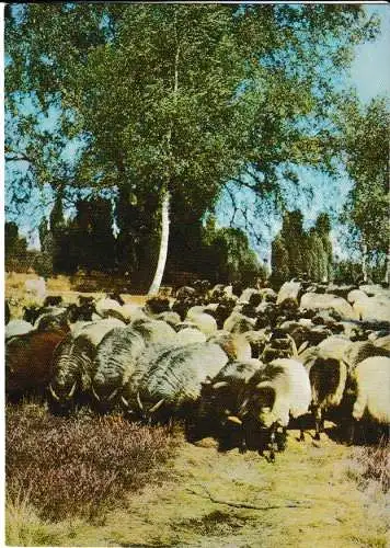 Naturschutzgebiet LÜNEBURGER HEIDE - Schafherde - von 1967 (Ak6728)