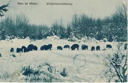 AK Blankenburg, Harz, Winter, Wildschweine, 1917 gelaufen mit Marke 