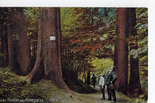 AK Braunlage, Hohegeiß, Dicke Tannen, Harz, 1927 gelaufen ohne Marke