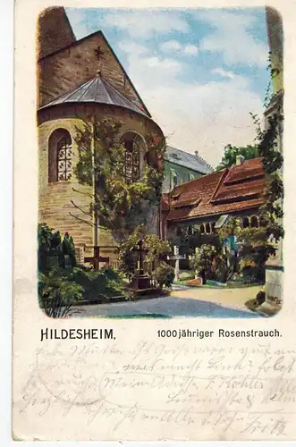 AK Hildesheim, Rosenstrauch, 1000jährig, Dom, 1902 gelaufen ohne Marke
