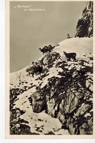 AK Oberstdorf, Nebelhorn, Gemsen, Allgäuer Alpen, 1935 gelaufen mit Marke + Sonderstempel