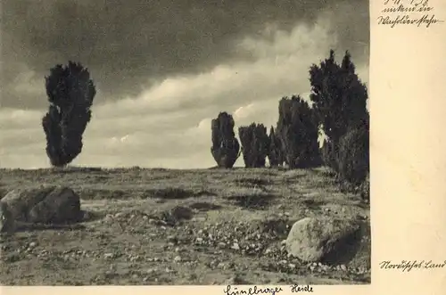 AK Lüneburger Heide, Schneverdingen, Hohelied der Haide, Wacholder, 1937 gelaufen mit Marke 