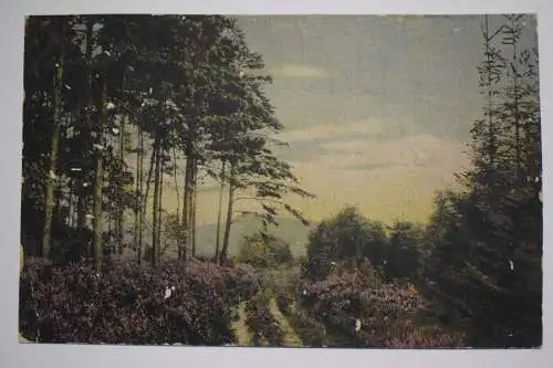 Ak Lüneburger Heide, Motiv im Kleckerwald, um 1910 nicht gelaufen