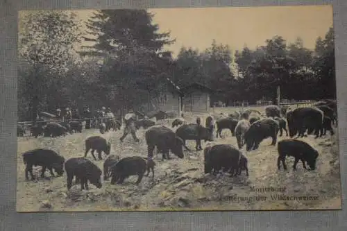 Ak Moritzburg, Fütterung der Wildschweine, um  1915 nicht gelaufen