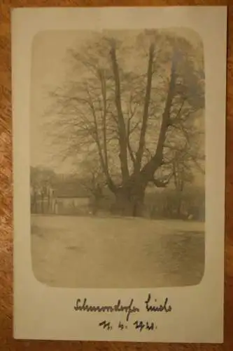 Ak Schmorsdorfer Linde, 11.04.1920 nicht gelaufen