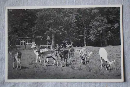 Ak Wald-Cafe Hirschgarten Domholzhausen b. Bad Homburg,  1932 gelaufen