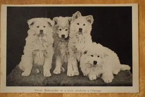 Ak Chiots Samoyedes de 4 mois, produits a l`elevage