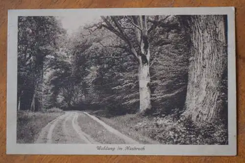 Ak Waldweg im Hasbruch, um 1914 gelaufen