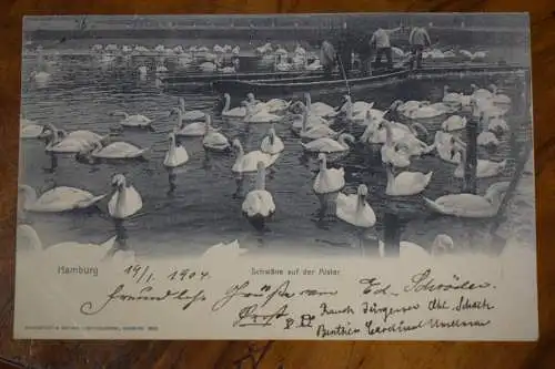 Ak Hamburg - Schwäne auf der Alster, um 1904 gelaufen