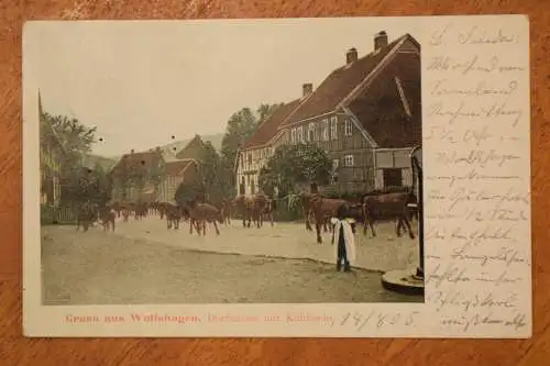 Ak Gruß aus Wolfshagen, Dorfstraße mit Kuhherde, 1905 gelaufen