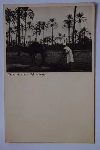Ak Tripolitania - Nel palmeto, um 1910 nicht gelaufen