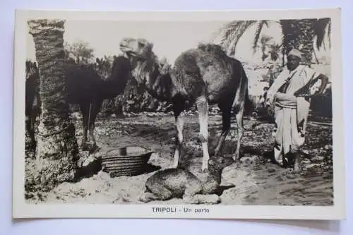 Ak Tripoli - Un parto, um 1910 nicht gelaufen