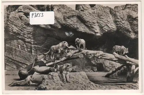 AK Carl Hagenbeck's Tierpark Hamburg-Stellingen Offene Löwenschlucht 1937 datiert ungelaufen. 