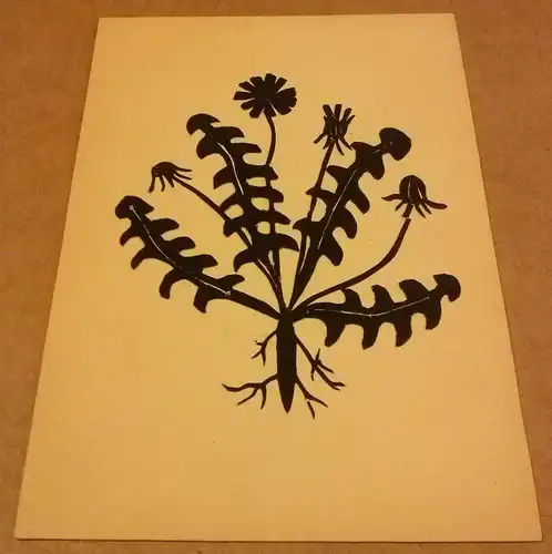 ohne Autor: Scherenschnitt Löwenzahn mit Blättern und Blüten / Pusteblume - schwarzes Papier fühlbar - ohne jegliche Bezeichnung (wohl 1960er Jahre). 