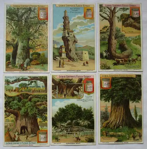 Liebigbilder Serie Nr. 539 Merkwürdige Bäume I 1902 (5/125614)