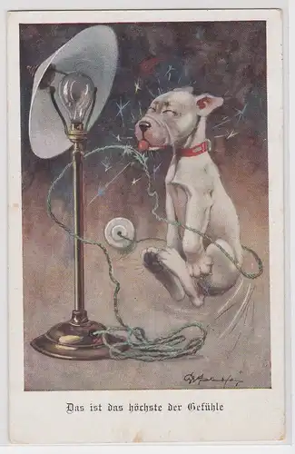 76986 Humor Ak Hund beist in Stromkabel "Das ist das höchste der Gefühle" 1930