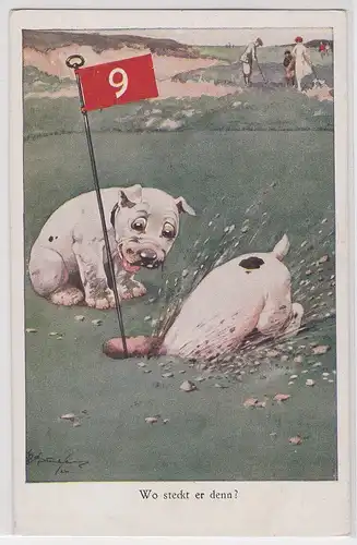 81230 Ak Hund auf Golfplatz "Wo steckt er denn?" 1928