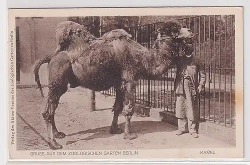 22010 Ak Gruß aus dem zoologischen Garten Berlin Kamel um 1920