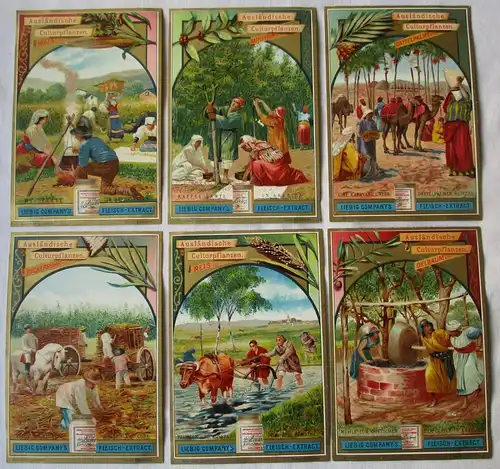Liebigbilder Serie Nr. 389 Ausländische Culturpflanzen Jahr 1898 (7/157350)