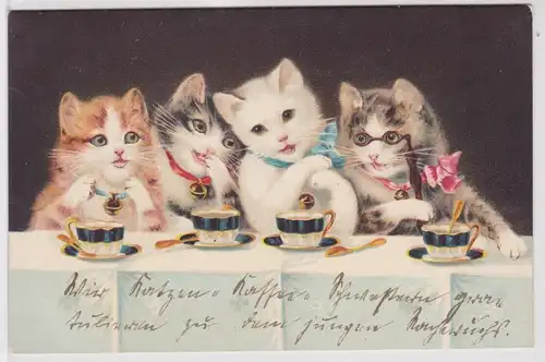 55918 Ak 4 Katzen sitzen beim Kaffeetrinken am Tisch 1910