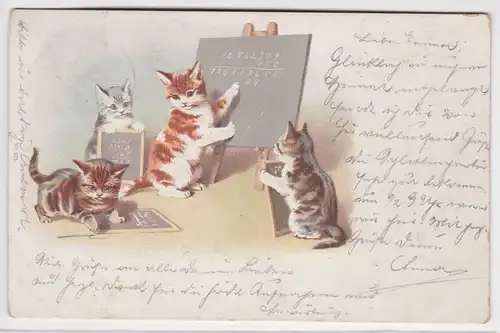 66588 Humor Ak 4 Kätzchen vor einer Schultafel 1901