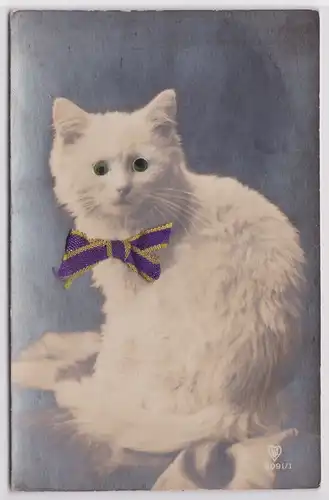 900017 Ak Katze mit Glasaugen und Stoffschleife um 1920