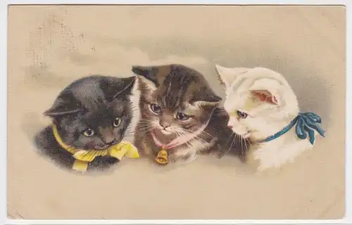 97506 Ak 3 niedliche Kätzchen mit Halsbändern 1919