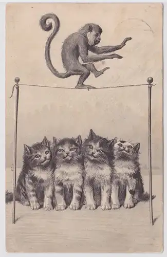 31800 Humor Präge Ak 4 Katzen beobachten Affen auf einem Drahtseil 1911