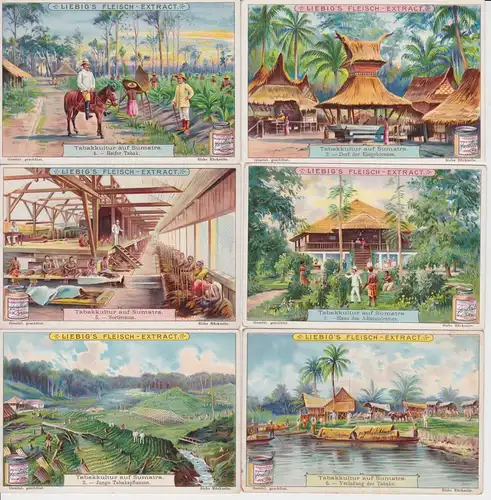 Liebigbilder Serie Nr. 547 Tabakkultur auf Sumatra 1902 (4/128437)